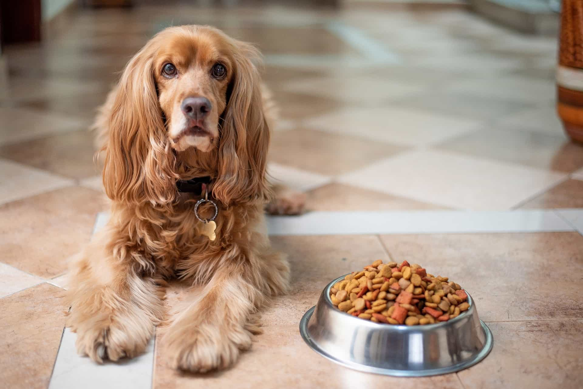 english cocker spaniel and dog food bowl