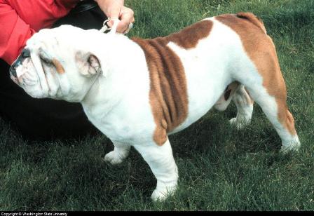 English Bulldog English Bulldog