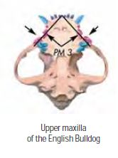 English Bulldog Jaw