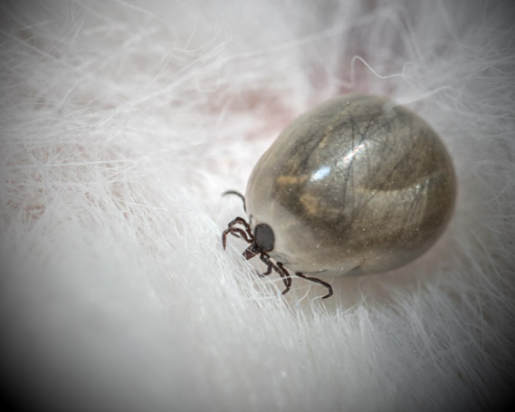 picture of enlarged tick biting dog