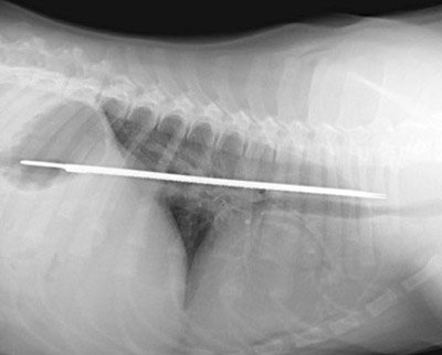 Dog Esophageal Obstruction - Example 1
