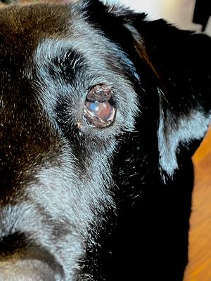 Dog Eye Tumor
