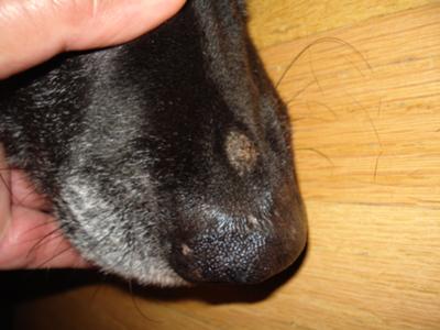 Dog Skin Bump on Nose - Black Lab
