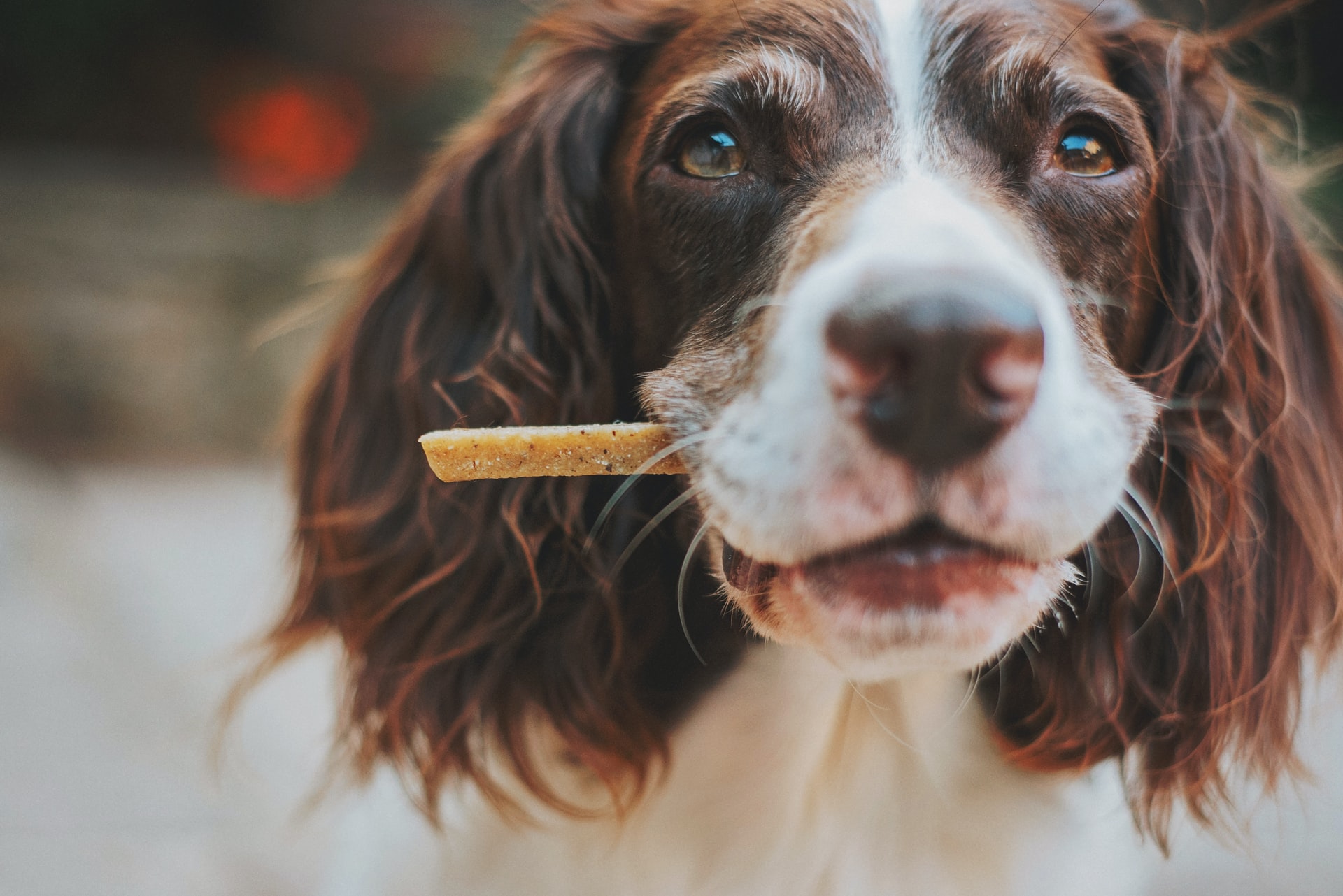 Dog Poisoning Sources Dog Poisoning Sources