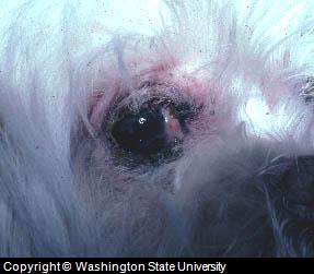 Canine Skin Rash Around Eye