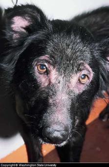 Canine Skin Rash on Dog's Face