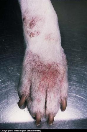 Canine Allergy: Atopic Dermatitis on Paw