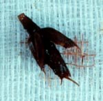 Foxtail Grass - Example of foreign object that could get stuck in dog's nose and cause infection. Foxtail Grass - Example of foreign object that could get stuck in dog's nose and cause infection.