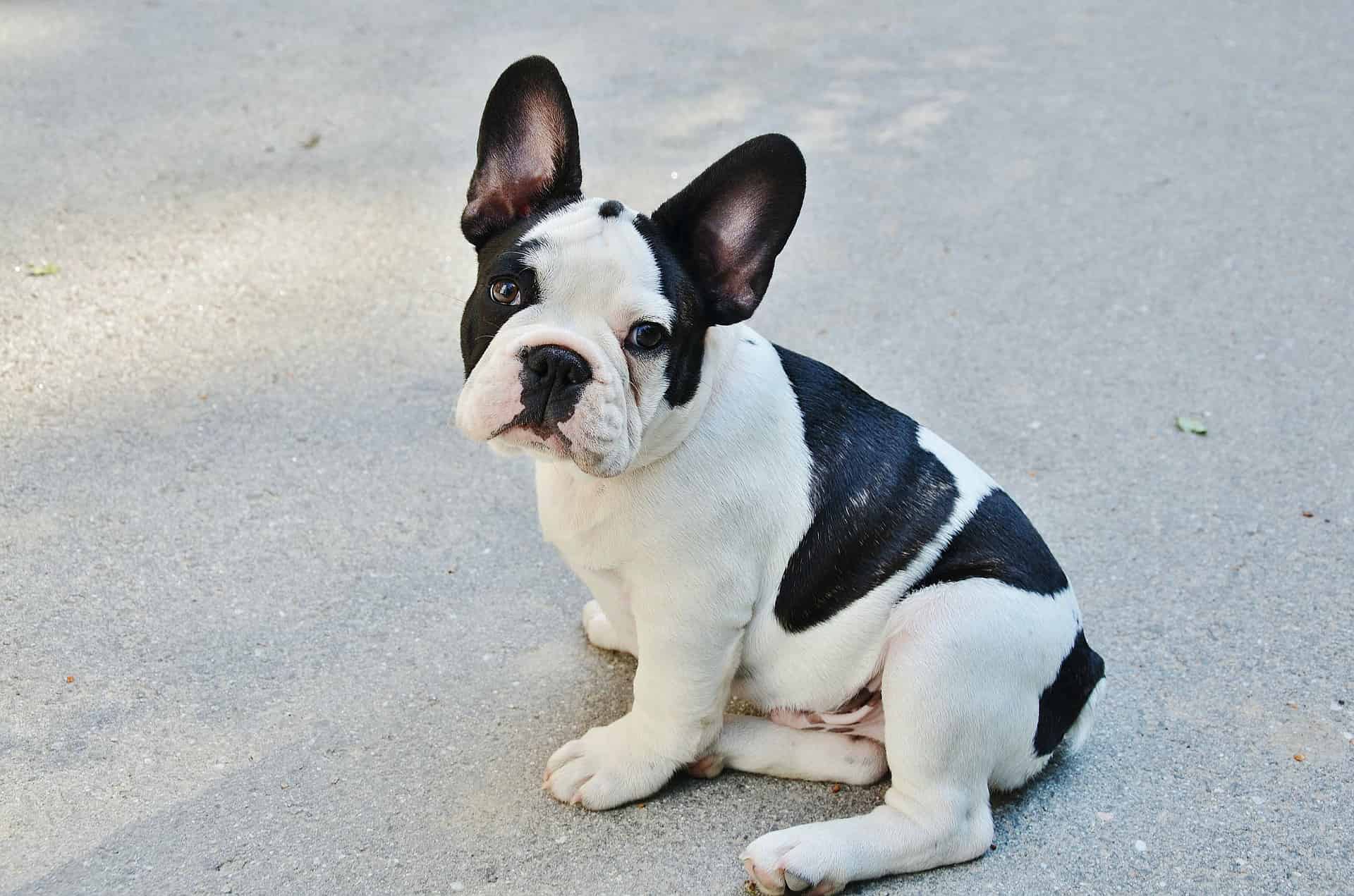 French Bulldog French Bulldog