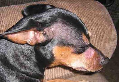 Example of Ringworm on Face of 9 year old Miniature Pincher Dog
