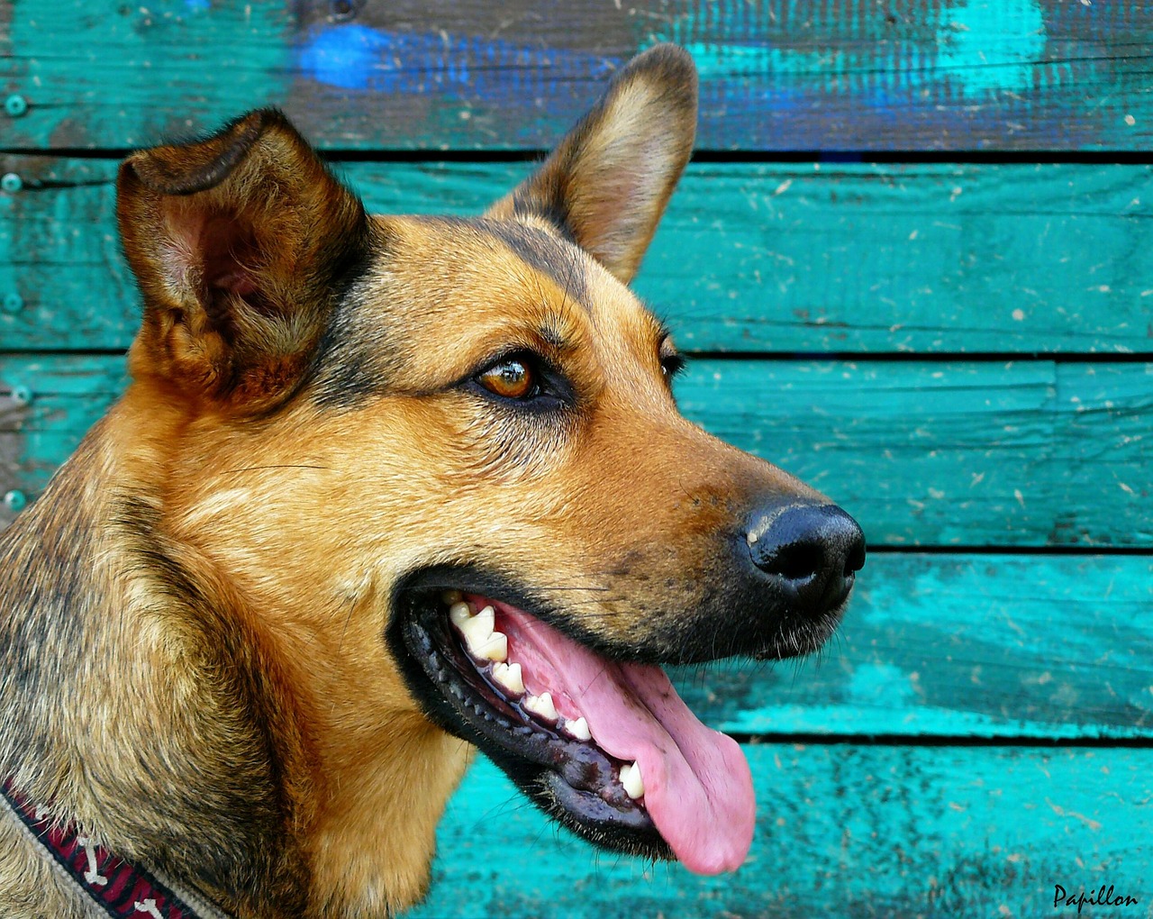 german shepherd german shepherd