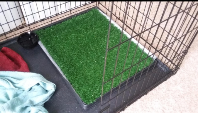 dog grass training pad