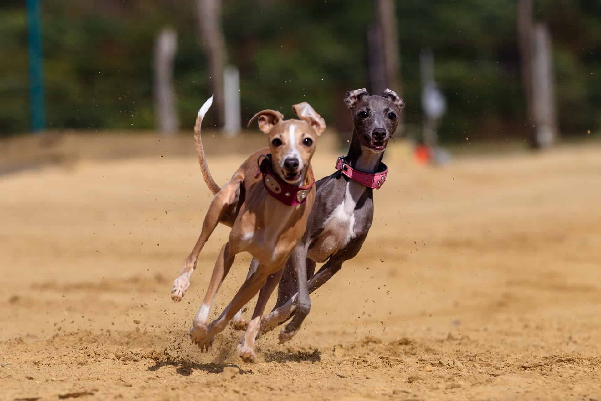 Greyhound Greyhound