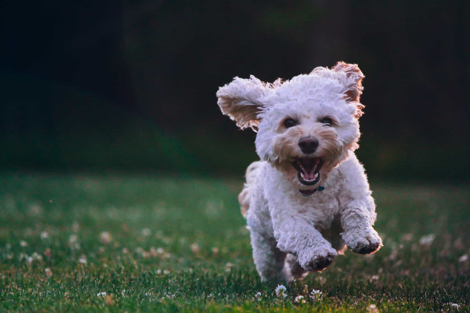 recently groomed puppy running recently groomed puppy running