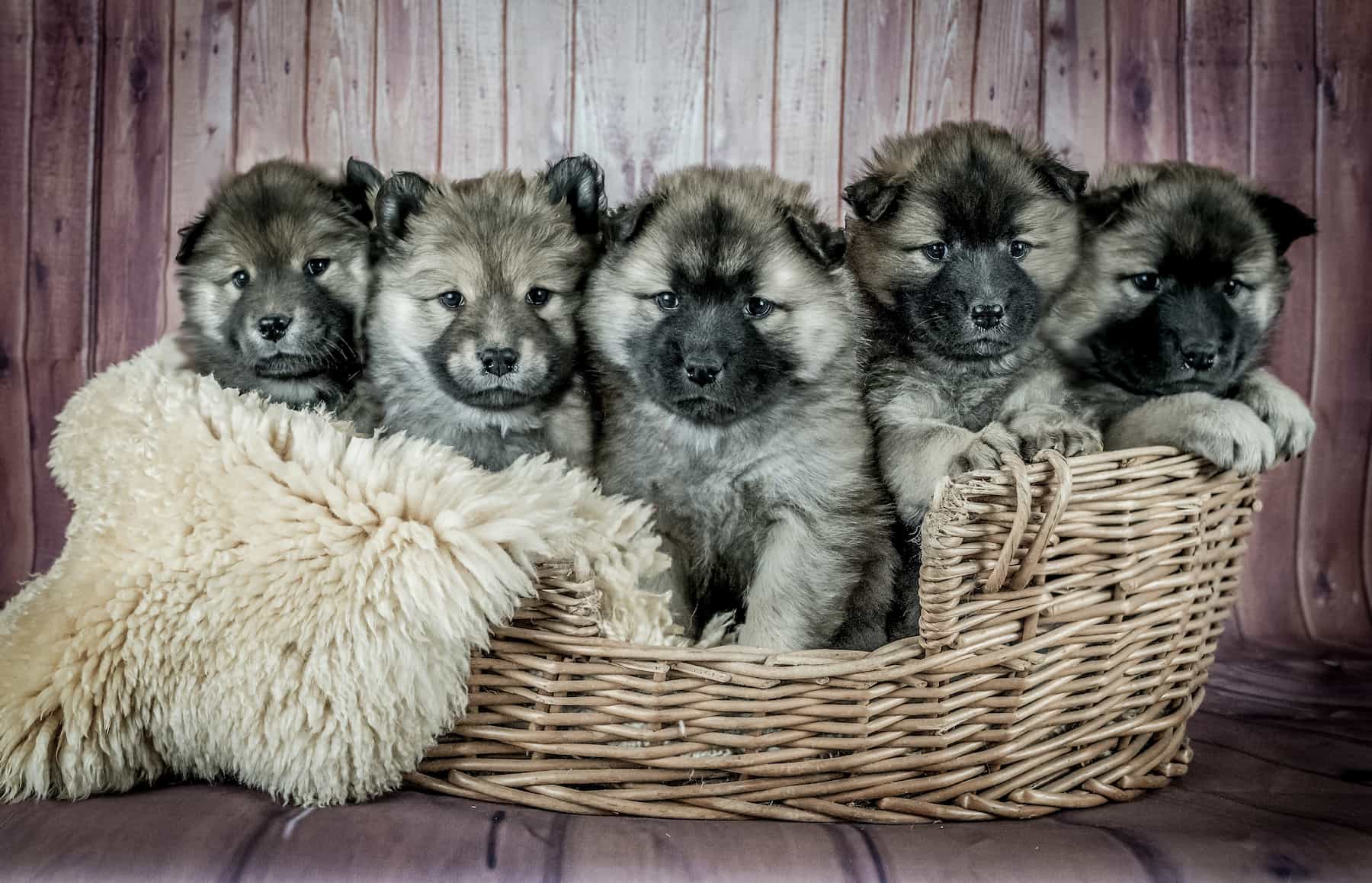 puppies in basket puppies in basket