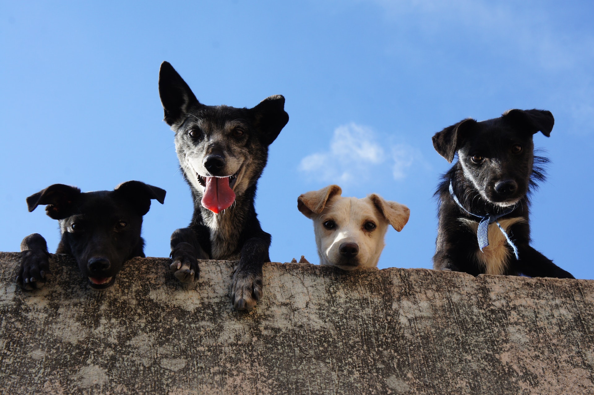 group of dogs