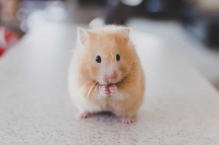 guinea pig eating guinea pig eating