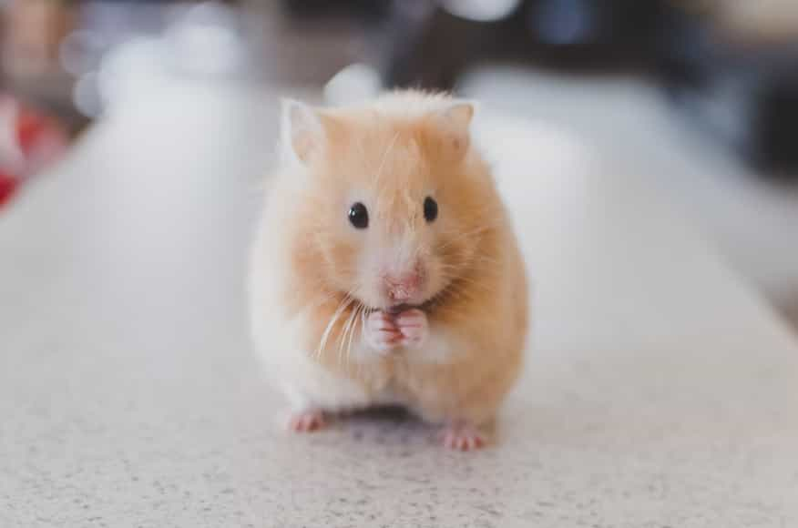 guinea pig eating