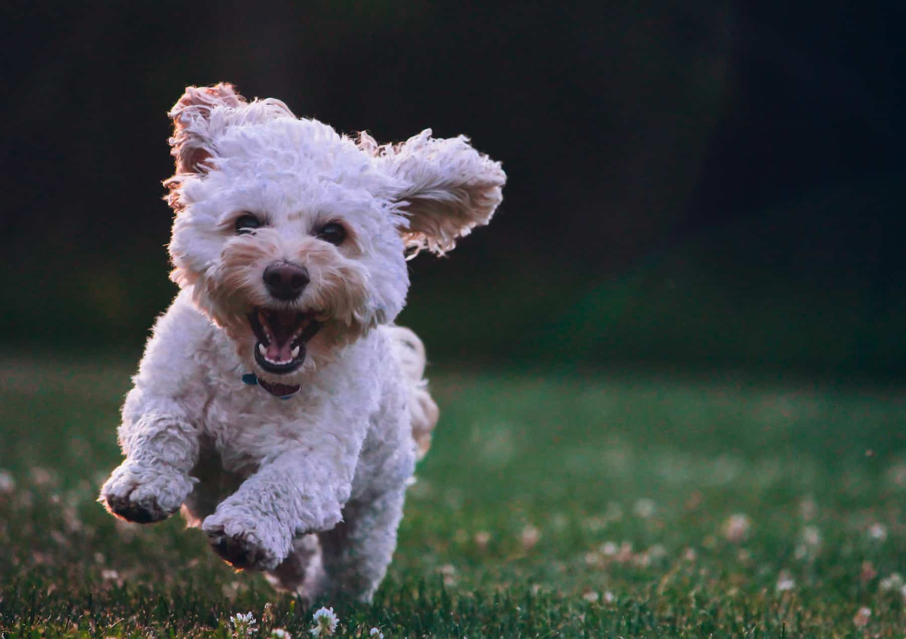 happy dog running and barking