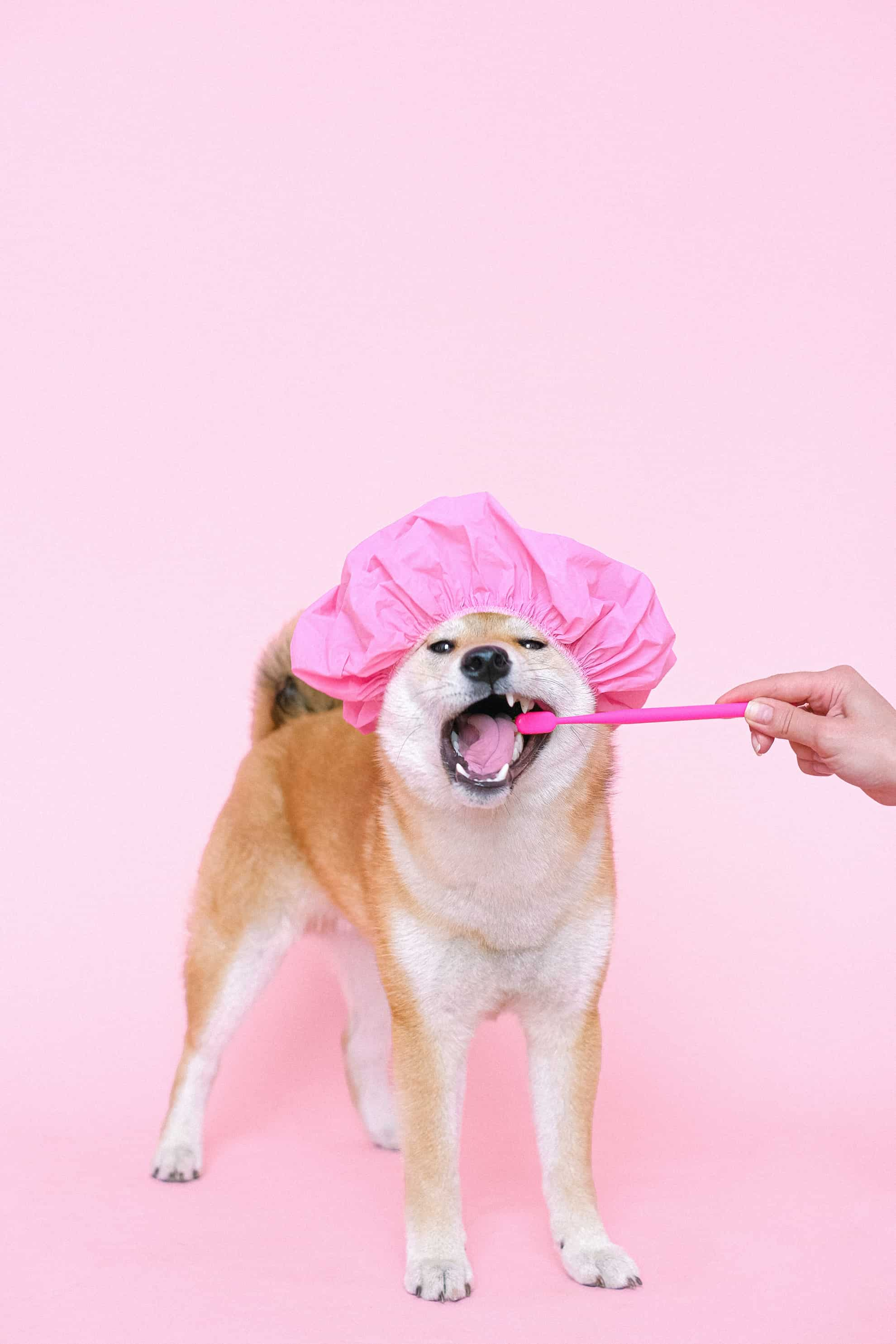 person brushing dog's teeth