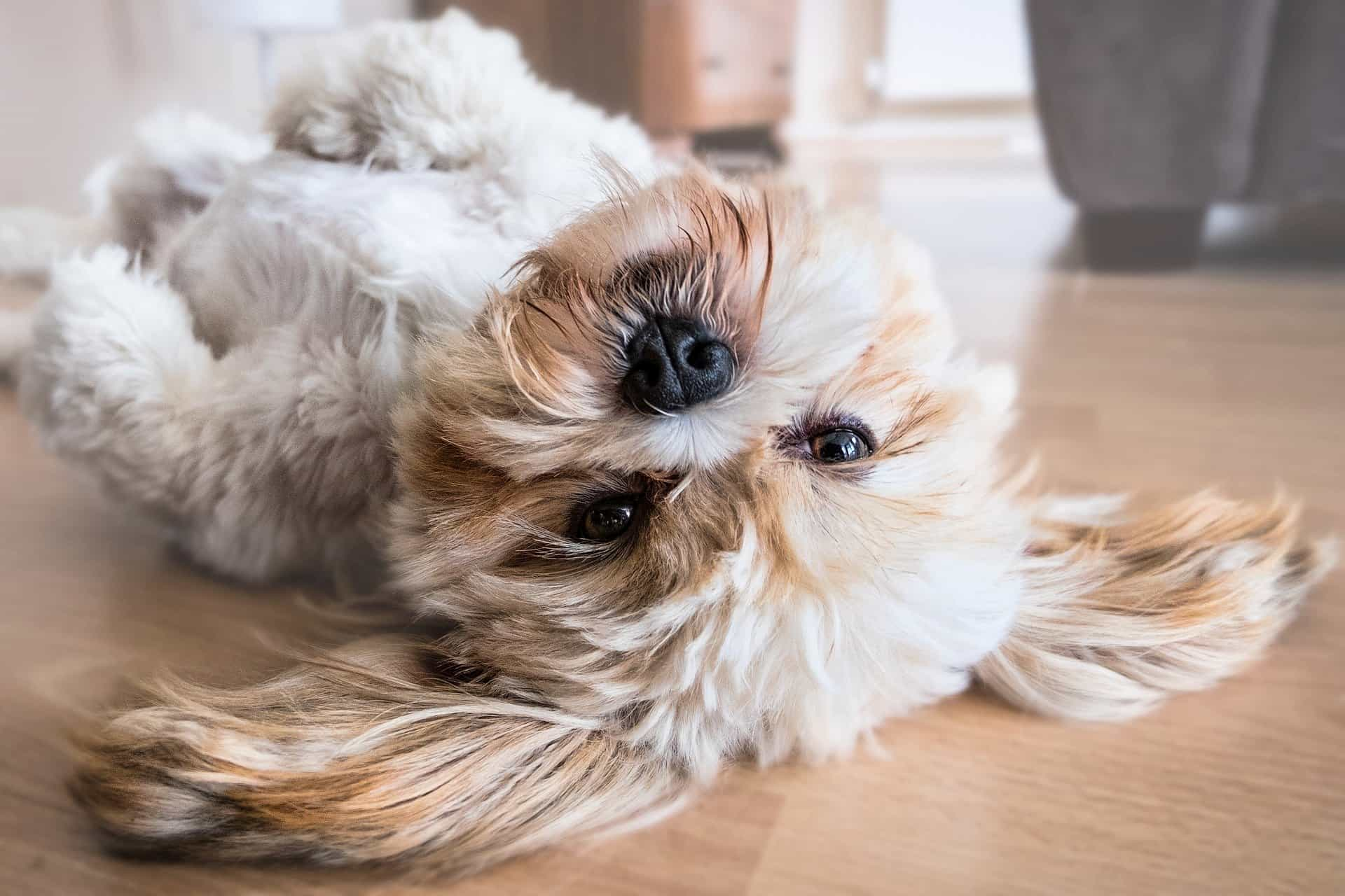 Lhasa apso dog laying on back