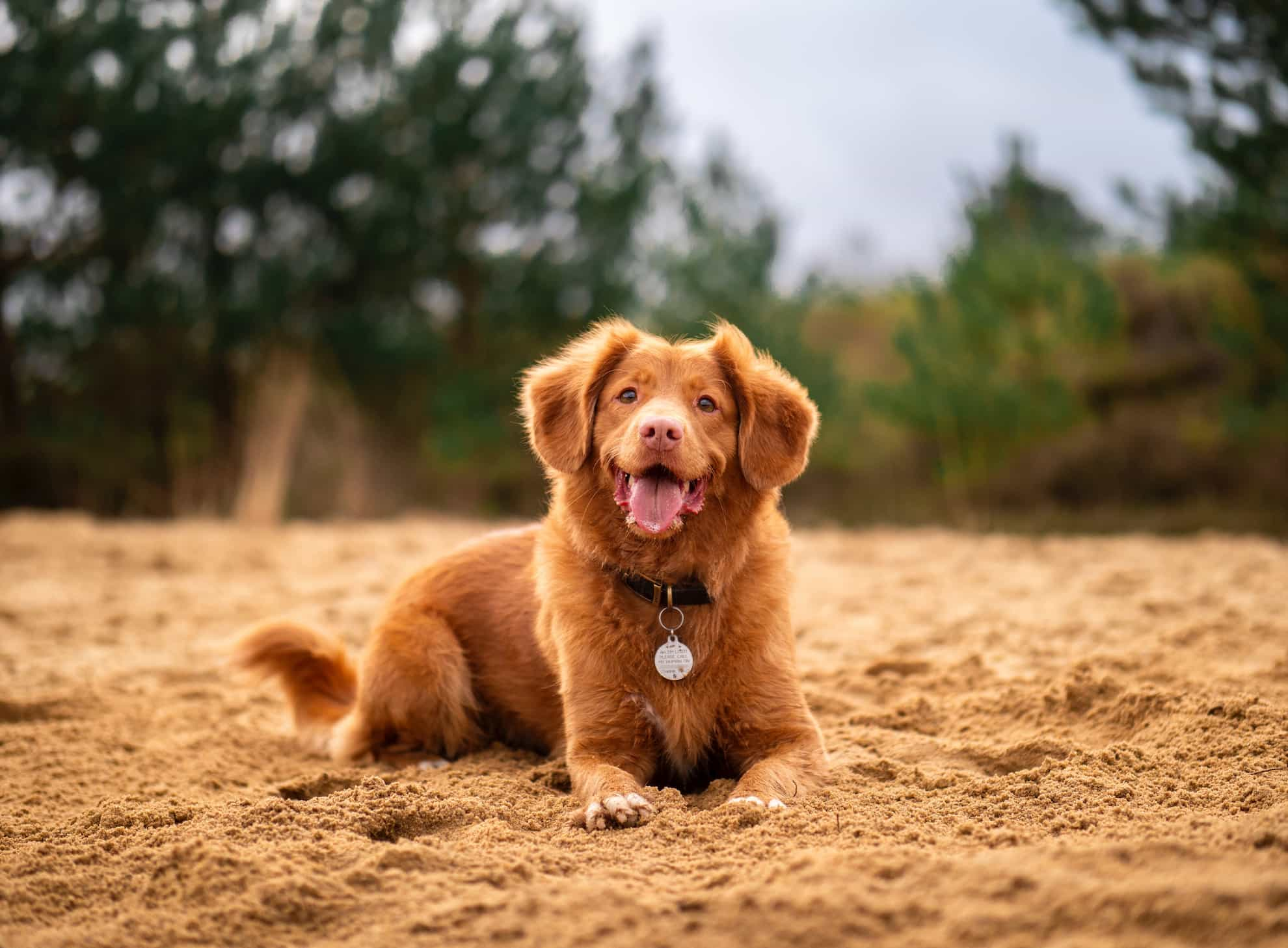 happy smiling healthy dog