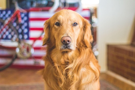 healthy dog - kratom healthy dog - kratom