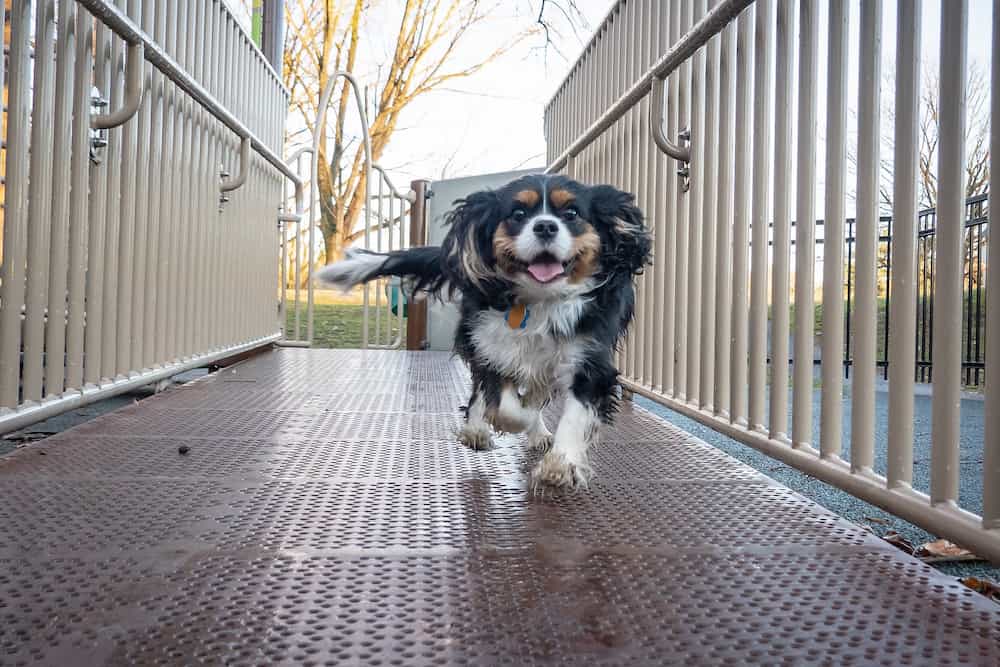 Healthy dog running Healthy dog running