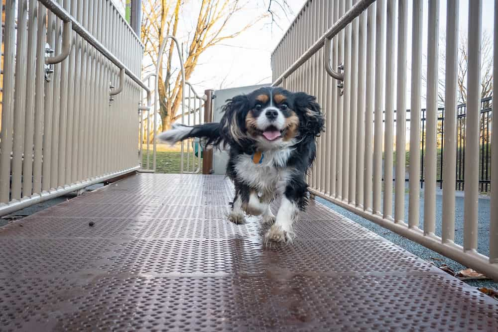 Healthy dog running