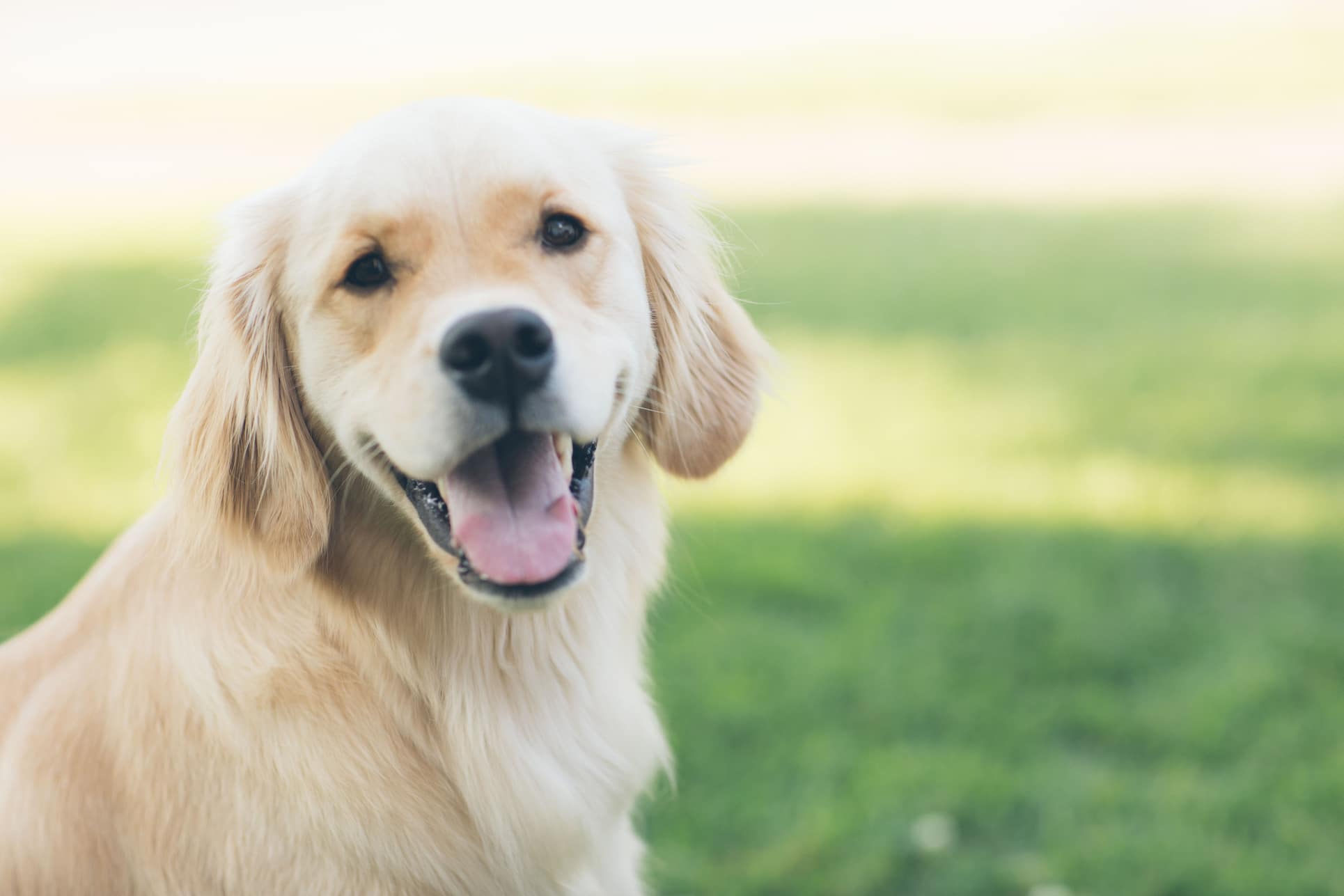 dog with its mouth open