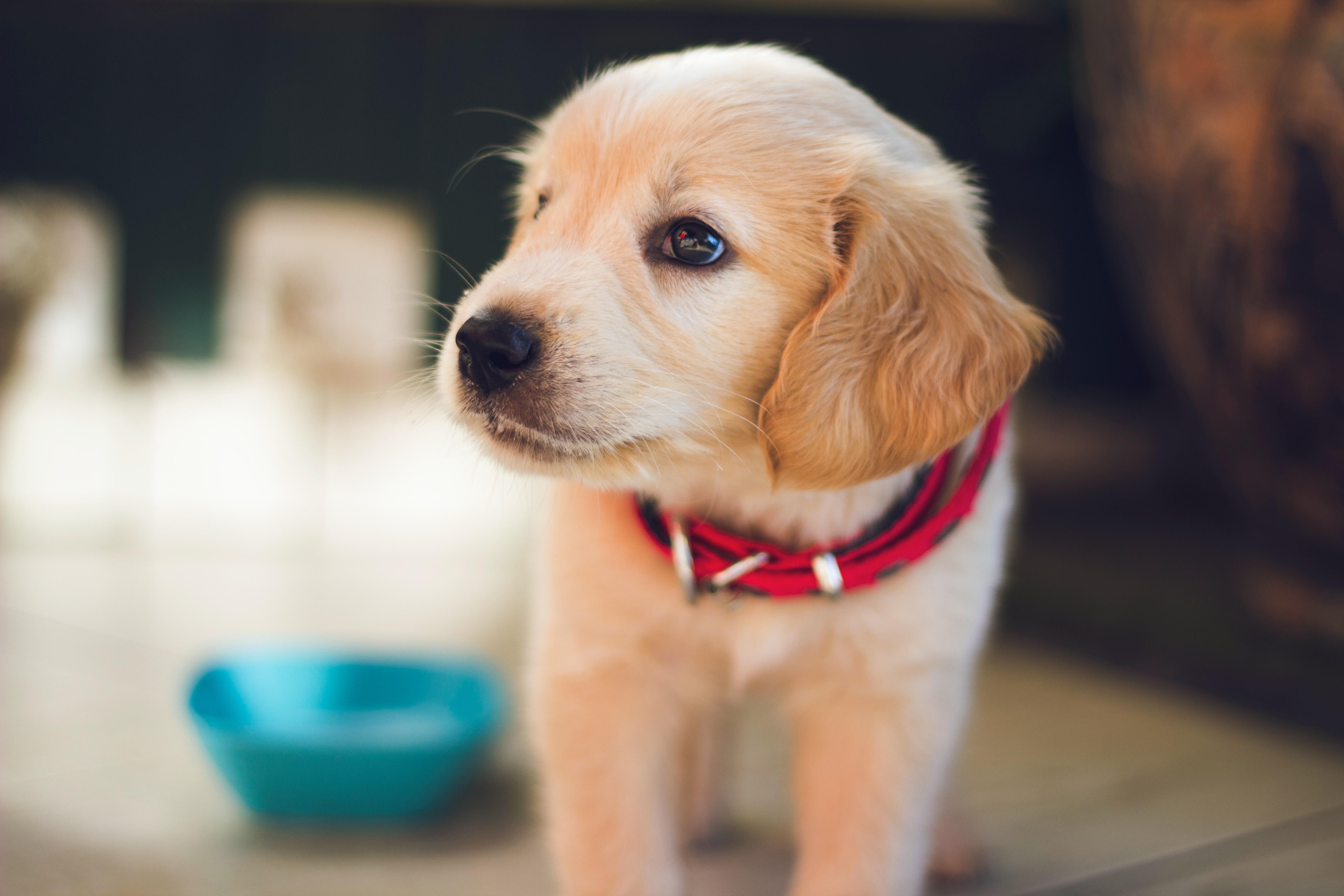 healthy puppy healthy puppy