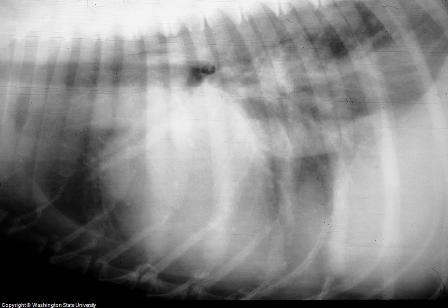 Heart Disease in a Dog Heart Disease in a Dog