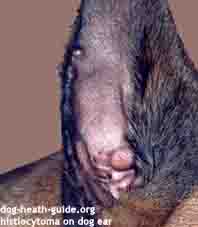 Canine Histiocytoma Lesion on Dog Ear Canine Histiocytoma Lesion on Dog Ear