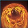 Dog Hookworm Dog Hookworm