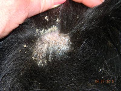 How to Stop Dog Hair Loss