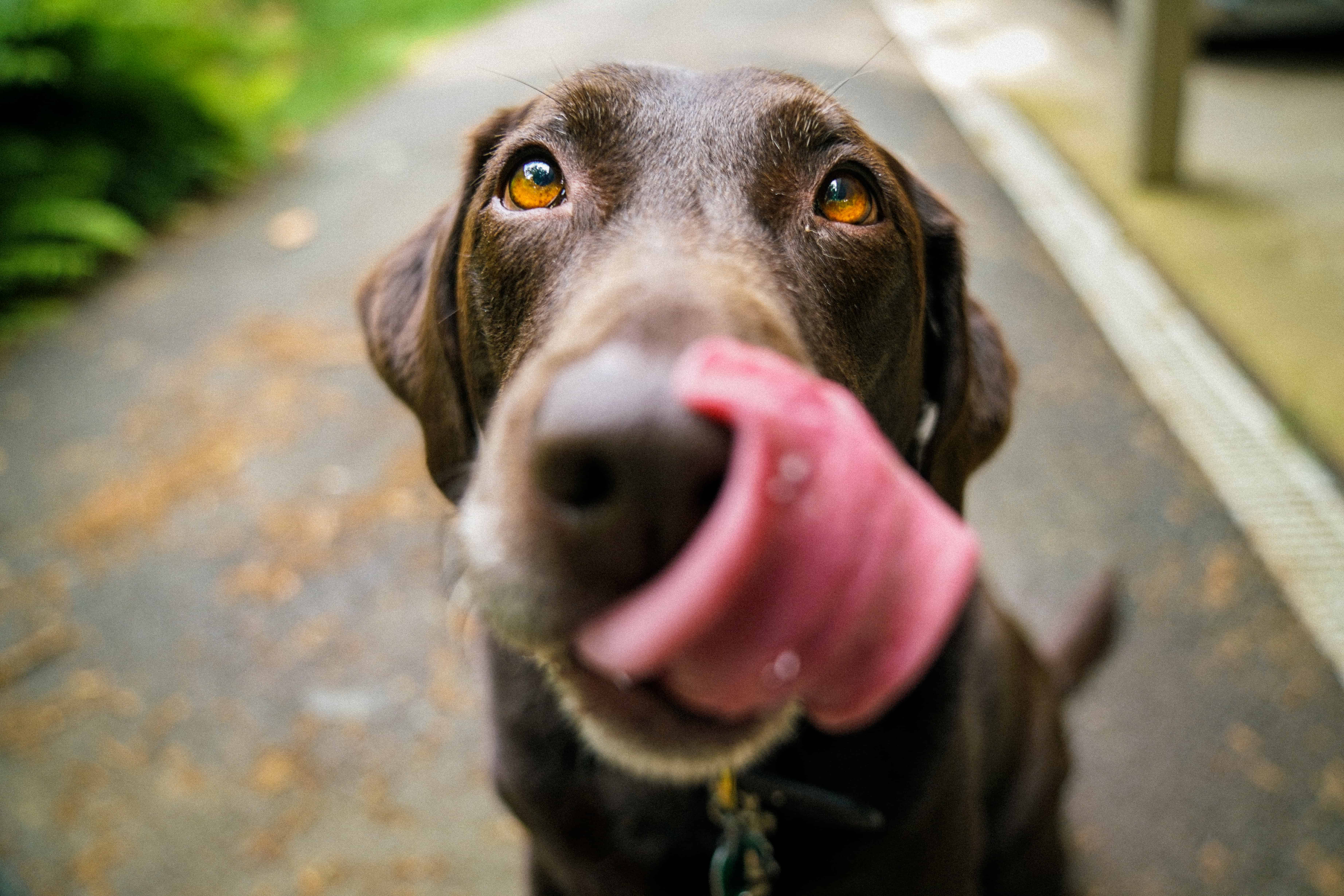 hungry dog with tongue licking face