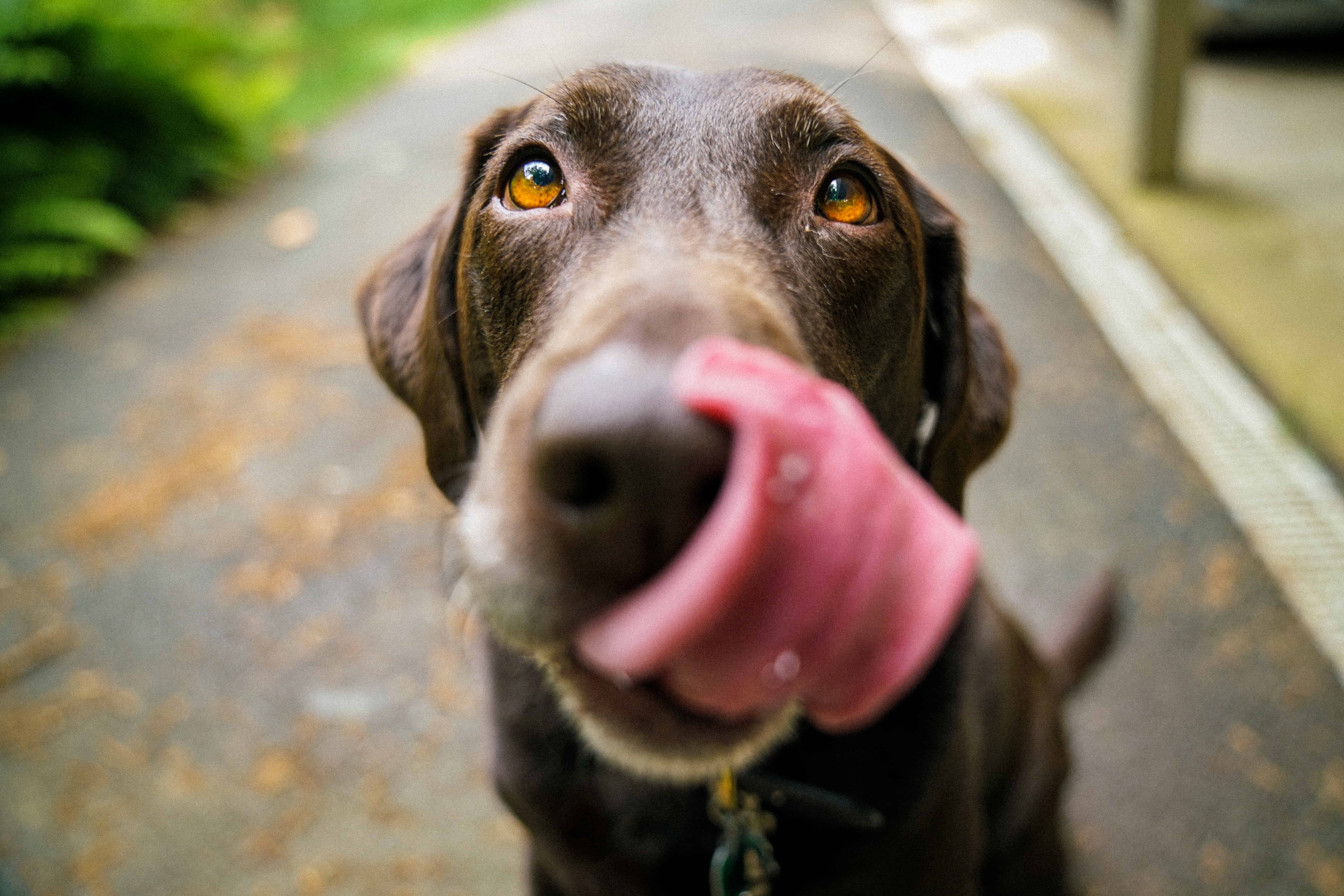 hungry dog with tongue licking face hungry dog with tongue licking face
