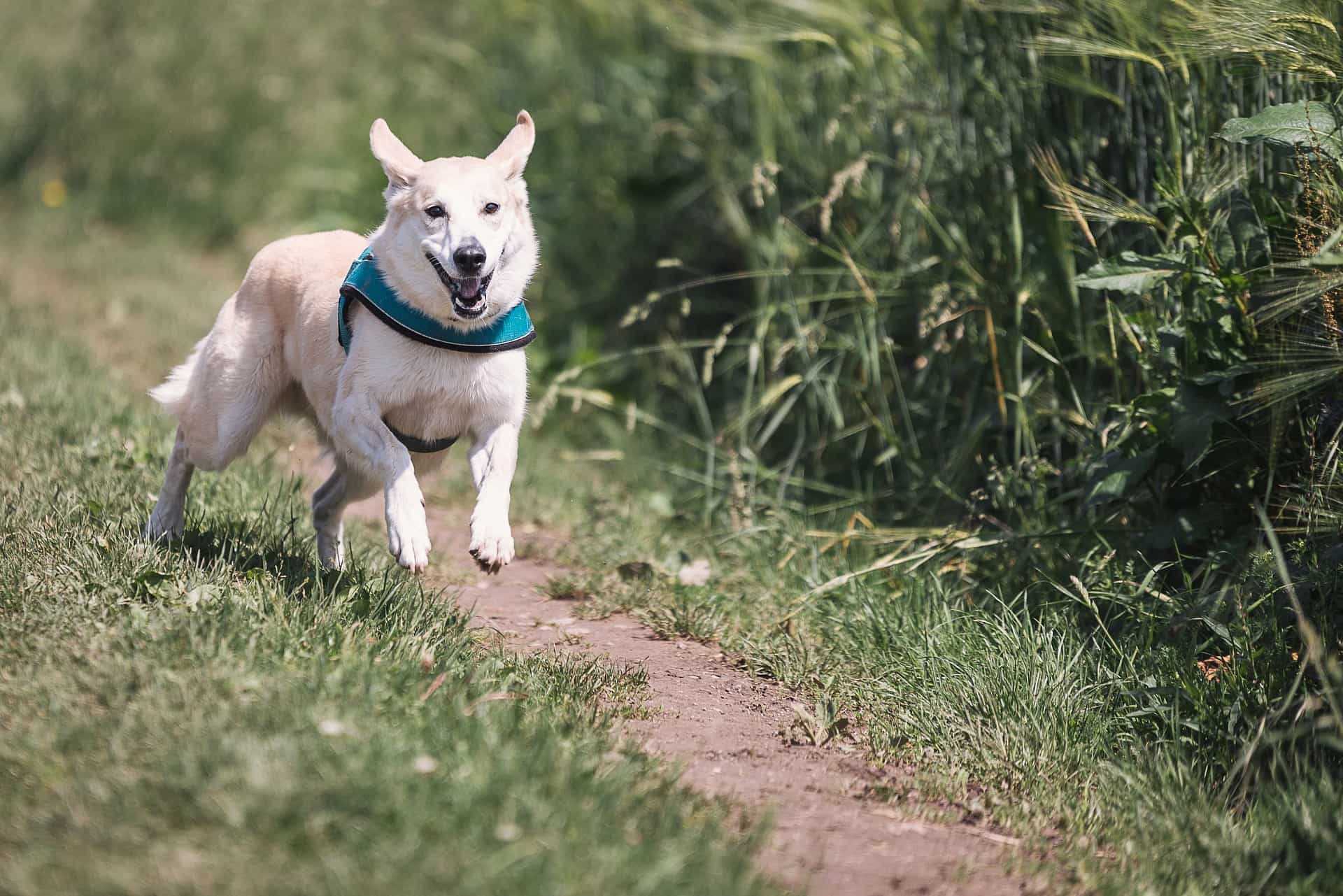 hyperactive white dog hyperactive white dog