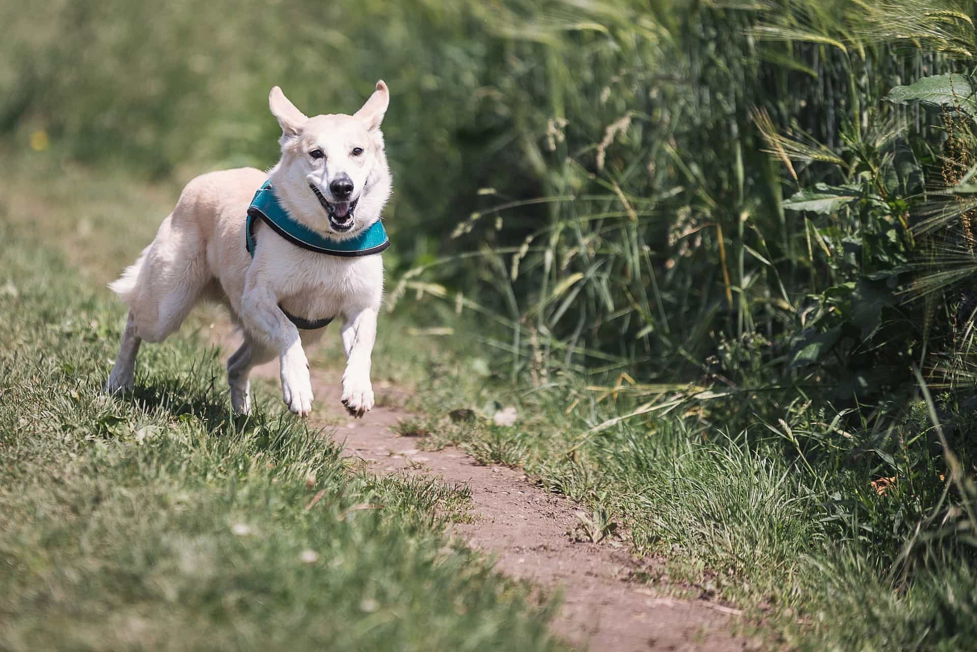 hyperactive white dog