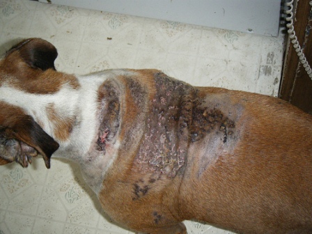 Hypothyroidism Dog Hypothyroidism Dog