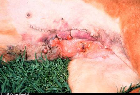 canine breast cancer canine inflammatory mammary carcinoma