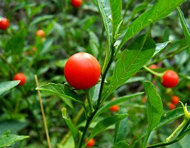 Jerusalem Cherry - Example Dog Poisonous Plant