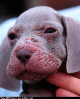 juvenile puppy pyoderma on face