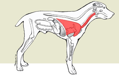 Diagram - Kennel Cough affects the upper respiratory system