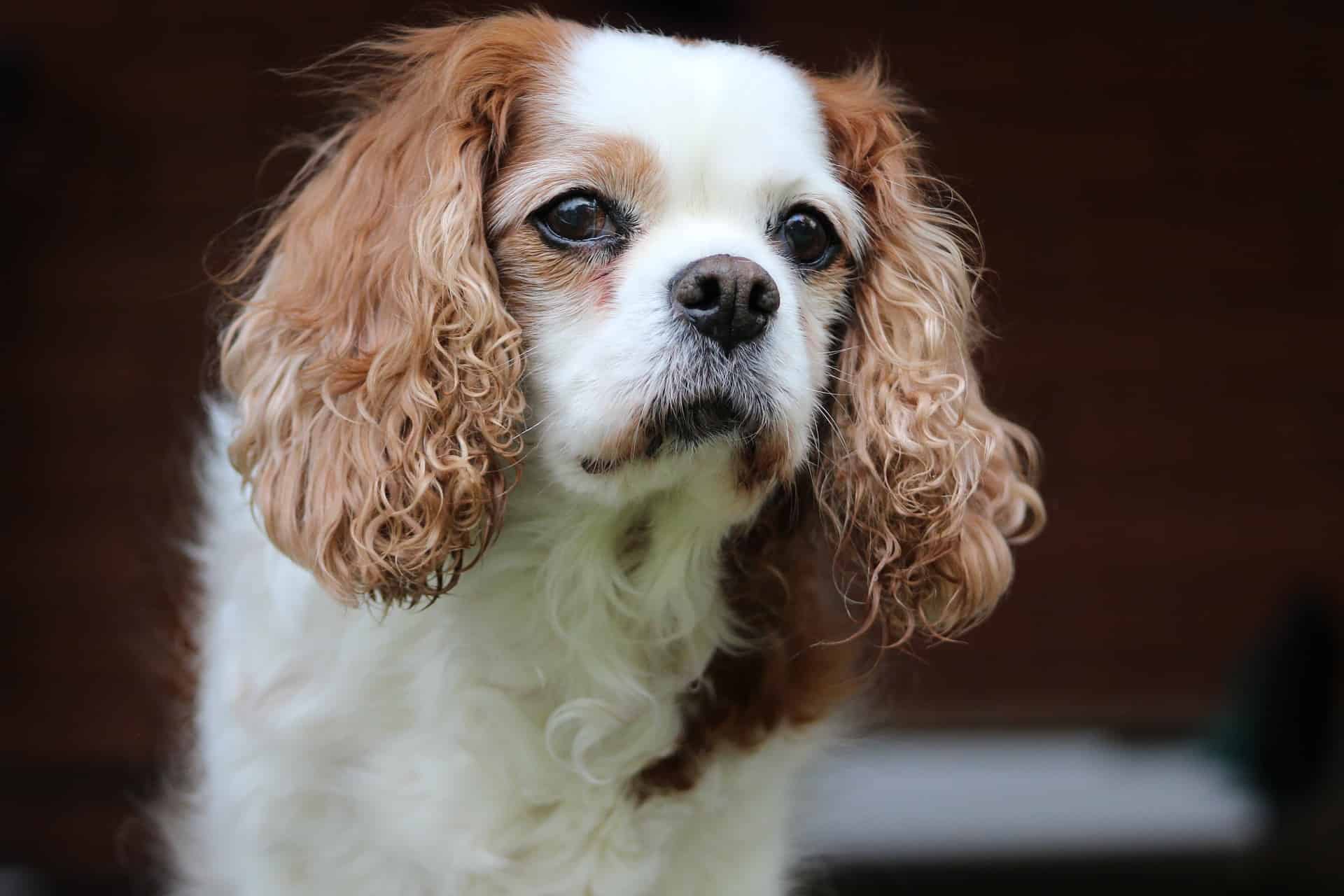 King Charles Spaniel King Charles Spaniel