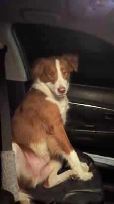 Thor sitting in front seat of car like human