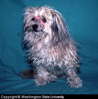 Lhasa Apso with Atopic Dermatitis