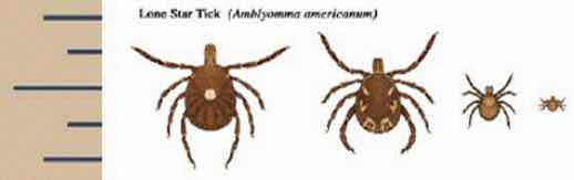 Lone Star Tick Lone Star Tick
