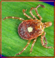 lonestar tick lonestar tick