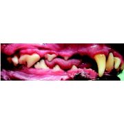 Long Muzzle Greyhound Buccal View Canine Teeth Long Muzzle Greyhound Buccal Canine Teeth